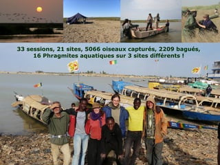 33 sessions, 21 sites, 5066 oiseaux capturés, 2209 bagués,
16 Phragmites aquatiques sur 3 sites différents !
 