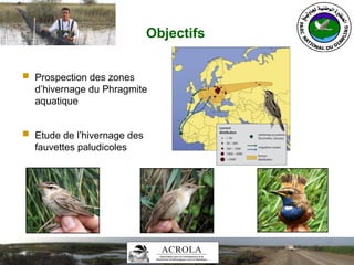 Objectifs
 Prospection des zones
d’hivernage du Phragmite
aquatique
 Etude de l’hivernage des
fauvettes paludicoles
 