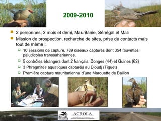 2009-2010
 2 personnes, 2 mois et demi, Mauritanie, Sénégal et Mali
 Mission de prospection, recherche de sites, prise de contacts mais
tout de même :
 10 sessions de capture, 789 oiseaux capturés dont 354 fauvettes
paludicoles transsahariennes.
 5 contrôles étrangers dont 2 français, Donges (44) et Guines (62)
 3 Phragmites aquatiques capturés au Djoudj (Tiguet)
 Première capture mauritanienne d’une Marouette de Baillon
 