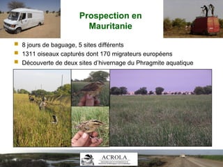 Prospection en
Mauritanie
 8 jours de baguage, 5 sites différents
 1311 oiseaux capturés dont 170 migrateurs européens
 Découverte de deux sites d’hivernage du Phragmite aquatique
 