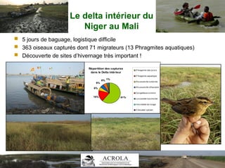 Le delta intérieur du
Niger au Mali
 5 jours de baguage, logistique difficile
 363 oiseaux capturés dont 71 migrateurs (13 Phragmites aquatiques)
 Découverte de sites d’hivernage très important !
Répartition des captures
dans le Delta intérieur
61%
6%
6%
1%6%
18%
Phragmite des joncs
Phragmite aquatique
Rousserolle turdoïde
Rousserolle effarvatte
Gorgebleue à miroir
Locustelle luscinoïde
Hirondelle de rivage
Chevalier sylvain
 