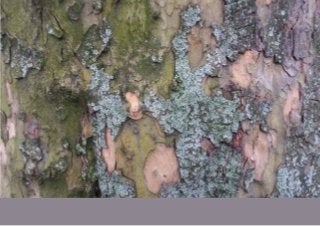 Das ist die Rinde einer Platane – ein Baum, der in Berlin
an fast jeder Straßenecke steht. Platanen kann man beim
Wachsen fast zugucken – so schnell wachsen sie. Die
Rinde ist eine „Schuppenborke“: Sie löst sich in dünnen
Platten wie Schuppen vom Stamm. Dadurch wechseln
Platanen ständig ihre Musterung und Farbe von beige
und weiß-grau bis hell-lila, dunkelgrün und braun. Als ich
mir diese Rinde an einem Sonntagnachmittag nach einem
Treffen von AfroLebenVoice angeguckt habe, dachte ich:
Das ist ein Kunstwerk, das nie fertig ist. Und ein bisschen
so ist es auch mit AfroLebenVoice. Wann ist es „fertig“?
Mit dem Vorliegen dieses Bandes?
Photovoice verbindet Fotos und Erzählung in einem refle-
xiven Gruppenprozess. In unserem Fall gab es manchmal
erst die Geschichten und dann die Fotos, aber unabhängig
davon, was zuerst kam, war die Kombination von Fotos,
Geschichten und Gruppenprozess sehr kraftvoll. Ich war
als Wissenschaftlerin dabei, habe methodisch beraten,
manchmal moderiert und mitgeholfen, die eine oder ande-
re Geschichte in (deutsche) Worte zu fassen.
Das Bild einer Spülmaschine zum Beispiel war der Auf-
hänger für eine Erzählung, wie eine Frau darum kämpfen
muss, von deutschen Mitgliedern ihrer Familie als Frau
und Hausfrau respektiert zu werden. In der Diskussion
wurde klar: Manche Teilnehmerinnen hatten ähnliche Er-
fahrungen. Auch ihnen wurden als afrikanischen Frauen
in Deutschland Kompetenzen rund um Technik, häusliche
Organisation und Sauberkeit aberkannt. Wieder andere
Fotos und Geschichten handelten von Behörden und Ärz-
ten, von Zwangstests und Gemeinschaftsunterkünften.
Um den Fokus nicht zu einseitig auf Negatives zu legen,
haben wir auch gefragt, was den Teilnehmerinnen und
Teilnehmern eigentlich Kraft gibt, um mit all dem fertig
zu werden. Hier tauchten Kinder, Glaube, Hoffnung
und Liebe in den Fotos und den Geschichten auf – sowie
Dankbarkeit für das Leben, die Unterstützung und Hilfe
durch andere Menschen und Einrichtungen des deutschen
Gesundheitswesens und Sozialstaats.
All diese Geschichten lösen sich wie die Rinde der Platane
in verschiedenen Farben vom Stamm. Und weitere Ge-
schichten warten darauf, erzählt zu werden.
Hella: Wachsen
 