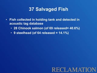 37 Salvaged Fish
• Fish collected in holding tank and detected in
acoustic tag database
• 28 Chinook salmon (of 69 released= 40.6%)
• 9 steelhead (of 64 released = 14.1%)
 