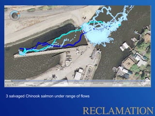 3 salvaged Chinook salmon under range of flows
 