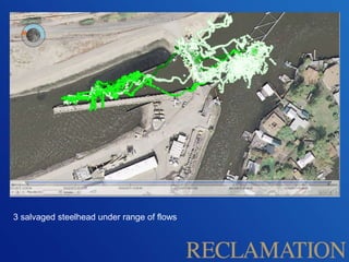 3 salvaged steelhead under range of flows
 