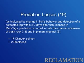 Predation Losses (19)
(as indicated by change in fish’s behavior and detection of a
defecated tag within 2-3 days after fish released in
MarkTags; predation occurred in both the channel upstream
of trash rack (13) and in primary channel (6)
• 17 Chinook salmon
• 2 Steelhead
 
