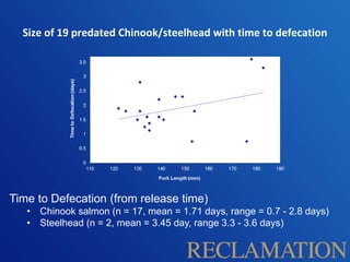 Size of 19 predated Chinook/steelhead with time to defecation
Time to Defecation (from release time)
• Chinook salmon (n = 17, mean = 1.71 days, range = 0.7 - 2.8 days)
• Steelhead (n = 2, mean = 3.45 day, range 3.3 - 3.6 days)
 