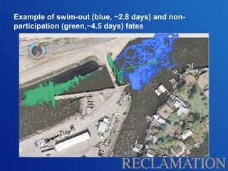 Example of swim-out (blue, ~2.8 days) and non-
participation (green,~4.5 days) fates
 