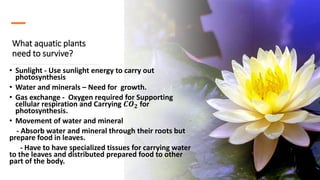 What aquatic plants
need to survive?
• Sunlight - Use sunlight energy to carry out
photosynthesis
• Water and minerals – Need for growth.
• Gas exchange - Oxygen required for Supporting
cellular respiration and Carrying 𝑪𝑶 𝟐 for
photosynthesis.
• Movement of water and mineral
- Absorb water and mineral through their roots but
prepare food in leaves.
- Have to have specialized tissues for carrying water
to the leaves and distributed prepared food to other
part of the body.
 