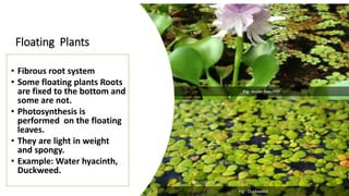 Floating Plants
• Fibrous root system
• Some floating plants Roots
are fixed to the bottom and
some are not.
• Photosynthesis is
performed on the floating
leaves.
• They are light in weight
and spongy.
• Example: Water hyacinth,
Duckweed.
Fig: Water hyacinth
Fig : Duckweed
 