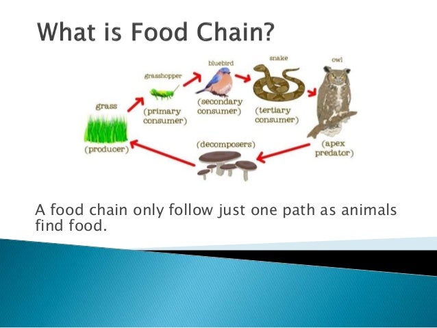FOOD CHAIN & FOOD WEB ppt.