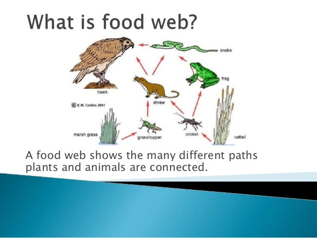 Food web powerpoint presentation picture