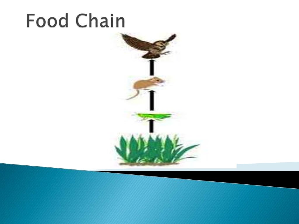 FOOD CHAIN & FOOD WEB ppt.