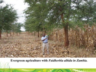 Evergreen agriculture with Faidherbia albida in Zambia.
 
