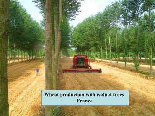Wheat production with walnut trees
France
 