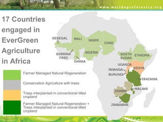 17 Countries
engaged in
EverGreen
Agriculture
in Africa
Farmer Managed Natural Regeneration
Conservation Agriculture with trees
Trees interplanted in conventional tilled
cropland
Farmer Managed Natural Regeneration +
Trees interplanted in conventional tilled
cropland
 