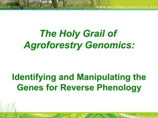 The Holy Grail of
Agroforestry Genomics:
Identifying and Manipulating the
Genes for Reverse Phenology
 