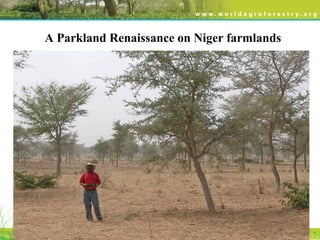 A Parkland Renaissance on Niger farmlands
 