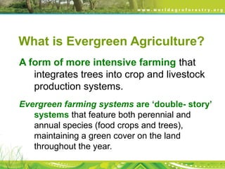 What is Evergreen Agriculture?
A form of more intensive farming that
integrates trees into crop and livestock
production systems.
Evergreen farming systems are ‘double- story’
systems that feature both perennial and
annual species (food crops and trees),
maintaining a green cover on the land
throughout the year.
 