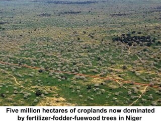 Five million hectares of croplands now dominated
by fertilizer-fodder-fuewood trees in Niger
 