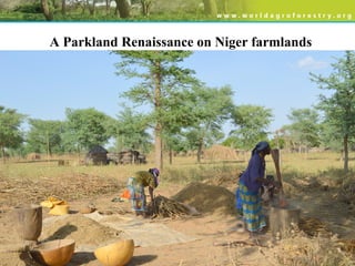 A Parkland Renaissance on Niger farmlands
 
