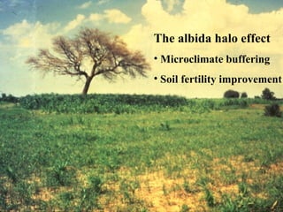 The albida halo effect
• Microclimate buffering
• Soil fertility improvement
 