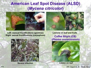 Coffee Pests and Diseases in Costa Rica