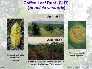 Coffee Pests and Diseases in Costa Rica