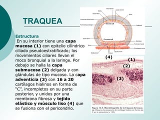 (1)
(2)
(3)
(4)
Estructura
En su interior tiene una capa
mucosa (1) con epitelio cilíndrico
ciliado pseudoestratificado; los
movimientos ciliares llevan el
moco bronquial a la laringe. Por
debajo se halla la capa
submucosa (2) delgada y con
glándulas de tipo mucoso. La capa
adventicia (3) con 16 a 20
cartílagos hialinos en forma de
“C”, incompletos en su parte
posterior, y unidos por una
membrana fibrosa y tejido
elástico y músculo liso (4) que
se fusiona con el pericondrio.
TRAQUEA
 
