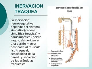 La inervación
neurovegetativa
depende del sistema
simpático(cadena
simpática torácica) y
parasimpático (nervio
vago); dan origen a
una acción motriz
destinada al músculo
liso traqueal,
sensibilidad de la
pared y secreción
de las glándulas
traqueales
INERVACION
TRAQUEA
 