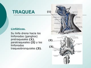 Linfáticos.
Su linfa drena hacia los
linfonodos (ganglios)
pretraqueales (1),
paratraqueales (2) y los
linfonodos
traqueobronquiales (3).
(1)
(2)
(3)
TRAQUEA
 