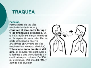 Función.
Forma parte de las vías
respiratorias inferiores y
conduce el aire entre laringe
y los bronquios primarios. En
la inspiración se alarga, mientras
en la espiración se acorta. Forma
parte del espacio muerto
anatómico (EMA=aire en vías
respiratorias, excepto alvéolos).
Interviene en la limpieza del
aire, al expulsar las partículas a
la laringe a una velocidad de un
centímetro por minuto. De 500
ml espirados, 150 son del EMA y
350 de gas alveolar.
TRAQUEA
 