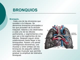 BRONQUIOS
Bronquio.
Cada una de las divisiones que
suceden a la tráquea. Se
denomina bronquios principales a
los que proceden de la división
traqueal; lobares a los destinados
a cada uno de los lóbulos
pulmonares, y segmentarios a los
que van a los segmentos de los
lóbulos. Después siguen otras
subdivisiones hasta llegar a los
bronquiolos. Poseen una pared
cartilaginosa discontinua, una
mucosa y entre ambas (en los
bronquios de pequeño calibre)
una capa muscular que permite
graduar la amplitud del diámetro
bronquial.
 