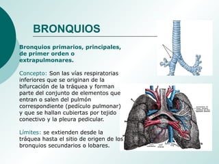 Bronquios primarios, principales,
de primer orden o
extrapulmonares.
Concepto: Son las vías respiratorias
inferiores que se originan de la
bifurcación de la tráquea y forman
parte del conjunto de elementos que
entran o salen del pulmón
correspondiente (pedículo pulmonar)
y que se hallan cubiertas por tejido
conectivo y la pleura pedicular.
Límites: se extienden desde la
tráquea hasta el sitio de origen de los
bronquios secundarios o lobares.
BRONQUIOS
 