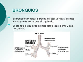 El bronquio principal derecho es casi vertical; es mas
ancho y mas corto que el izquierdo.
El bronquio izquierdo es mas largo (casi 5cm) y casi
horizontal.
BRONQUIOS
 