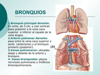 1.Bronquio principal derecho:
Es corto, de 3 cm, y casi vertical;
pasa posterior a la vena cava
superior e inferior al cayado de la
vena ácigos.
2.Arteria pulmonar derecha:
pasa entre la vena cava superior y
aorta (anteriores) y el bronquio
primario (posterior).
3.Venas pulmonares: ubicadas
abajo y delante de la arteria y
bronquio.
4. Vasos bronquiales: plexos
nerviosos pulmonares y linfáticos
broncopulmonares.
(1)
(2)
(3)
(2)
BRONQUIOS
 