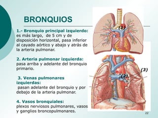 22
1.- Bronquio principal izquierdo:
es más largo, de 5 cm y de
disposición horizontal, pasa inferior
al cayado aórtico y abajo y atrás de
la arteria pulmonar.
2. Arteria pulmonar izquierda:
pasa arriba y adelante del bronquio
primario.
3. Venas pulmonares
izquierdas:
pasan adelante del bronquio y por
debajo de la arteria pulmonar.
4. Vasos bronquiales:
plexos nerviosos pulmonares, vasos
y ganglios broncopulmonares.
(1)
(2)
(3)
BRONQUIOS
 