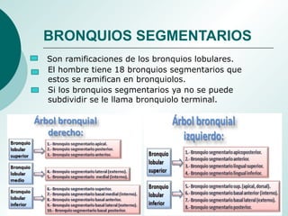 Son ramificaciones de los bronquios lobulares.
El hombre tiene 18 bronquios segmentarios que
estos se ramifican en bronquiolos.
Si los bronquios segmentarios ya no se puede
subdividir se le llama bronquiolo terminal.
BRONQUIOS SEGMENTARIOS
 