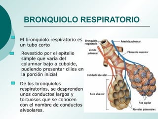 El bronquiolo respiratorio es
un tubo corto
Revestido por el epitelio
simple que varía del
columnar bajo a cuboide,
pudiendo presentar cilios en
la porción inicial
De los bronquiolos
respiratorios, se desprenden
unos conductos largos y
tortuosos que se conocen
con el nombre de conductos
alveolares.
BRONQUIOLO RESPIRATORIO
 