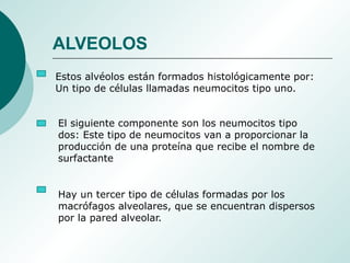 Estos alvéolos están formados histológicamente por:
Un tipo de células llamadas neumocitos tipo uno.
El siguiente componente son los neumocitos tipo
dos: Este tipo de neumocitos van a proporcionar la
producción de una proteína que recibe el nombre de
surfactante
Hay un tercer tipo de células formadas por los
macrófagos alveolares, que se encuentran dispersos
por la pared alveolar.
ALVEOLOS
 