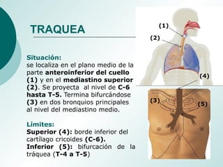 (1)
(2)
(3)
(4)
(5)
Situación:
se localiza en el plano medio de la
parte anteroinferior del cuello
(1) y en el mediastino superior
(2). Se proyecta al nivel de C-6
hasta T-5. Termina bifurcándose
(3) en dos bronquios principales
al nivel del mediastino medio.
Límites:
Superior (4): borde inferior del
cartílago cricoides (C-6).
Inferior (5): bifurcación de la
tráquea (T-4 a T-5)
TRAQUEA
 