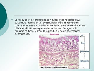  La tráquea y los bronquios son tubos redondeados cuya
superficie interna esta revestida por células epiteliales
columnares altas y ciliadas entre las cuales existe dispersas
células caliciformes que secretan moco. Debajo de la
membrana basal están las glándulas muco secretantes
submucosas.
 