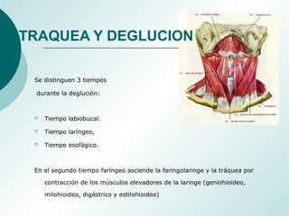 Se distinguen 3 tiempos
durante la deglución:
 Tiempo labiobucal.
 Tiempo laríngeo,
 Tiempo esofágico.
En el segundo tiempo faríngeo asciende la faringolaringe y la tráquea por
contracción de los músculos elevadores de la laringe (geniohioideo,
milohioideo, digástrico y estilohioideo)
TRAQUEA Y DEGLUCION
 