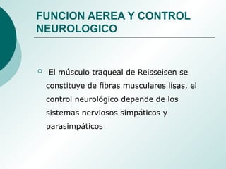 FUNCION AEREA Y CONTROL
NEUROLOGICO
 El músculo traqueal de Reisseisen se
constituye de fibras musculares lisas, el
control neurológico depende de los
sistemas nerviosos simpáticos y
parasimpáticos
 