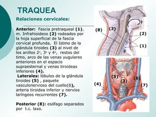 Relaciones cervicales:
Anterior: Fascia pretraqueal (1),
m. Infrahioideos (2) rodeados por
la hoja superficial de la fascia
cervical profunda, El Istmo de la
glándula tiroides (3) al nivel de
los anillos 2o
, 3o
y 4o
, restos del
timo, arco de las venas yugulares
anteriores en el espacio
supraesternal y venas tiroideas
inferiores (4).
Laterales: lóbulos de la glándula
tiroides (5) , paquete
vasculonervioso del cuello(6),
arteria tiroidea inferior y nervios
laríngeos recurrentes (7).
Posterior (8): esófago separados
por t.c. laxo.
(1)
(2)
(3)
(3)
(4)
(5) (6)
(8)
(7)
TRAQUEA
 