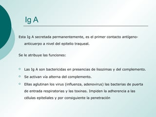 Ig A
Esta Ig A secretada permanentemente, es el primer contacto antígeno-
anticuerpo a nivel del epitelio traqueal.
Se le atribuye las funciones:
 Las Ig A son bactericidas en presencias de lisozimas y del complemento.
 Se activan vía alterna del complemento.
 Ellas aglutinan los virus (influenza, adenovirus) las bacterias de puerta
de entrada respiratorias y las toxinas. Impiden la adherencia a las
células epiteliales y por consiguiente la penetración
 