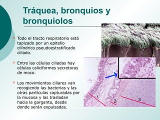 Tráquea, bronquios y
bronquiolos
 Todo el tracto respiratorio está
tapizado por un epitelio
cilíndrico pseudoestratificado
ciliado.
 Entre las células ciliadas hay
células caliciformes secretoras
de moco.
 Los movimientos ciliares van
recogiendo las bacterias y las
otras partículas capturadas por
la mucosa y las trasladan
hacia la garganta, desde
donde serán expulsadas.
 