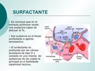 SURFACTANTE
o Se concluye que en el
extracto pulmonar existe
una sustancia capaz de
atenuar la Ts.
o Esa sustancia es el factor
surfactante o agente
tensioactivo.
o El surfactante es
producido por las células
alveolares de tipo II y
consiste en una mezcla de
sustancias de las cuales la
principal es el fosfolípido
dipalmitoil lecitina.
 