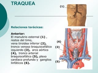 Relaciones torácicas:
Anterior:
El manubrio esternal (1) ,
restos del timo,
vena tiroidea inferior (2),
tronco venoso braquiocefálico
izquierdo (3), arco aórtico
(4), tronco arterial
braquiocefálico (5), plexo
cardíaco profundo y ganglios
linfáticos (6).
(1)
(2)
(3)
(4)
(5)
(6)
TRAQUEA
 