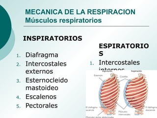 MECANICA DE LA RESPIRACION
Músculos respiratorios
INSPIRATORIOS
1. Diafragma
2. Intercostales
externos
3. Esternocleido
mastoideo
4. Escalenos
5. Pectorales
ESPIRATORIO
S
1. Intercostales
internos
2. Abdominales
3. Recto anterior
4. Oblicuos
 